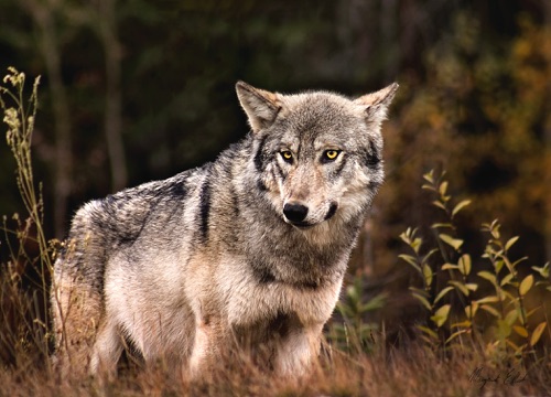 Canadian Timber wolf *.jpg
